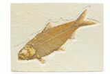 Detailed Fossil Fish (Knightia) - Wyoming #373688-1
